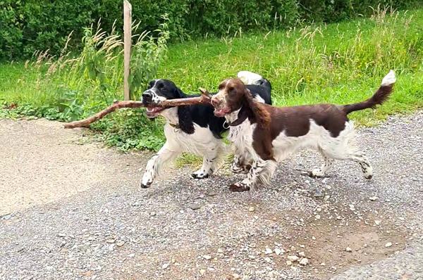 HP, Grace and Ruby with stick